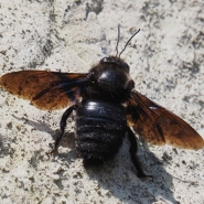 Un xylocope panard découvert par Eric
