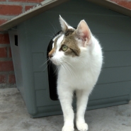 Une hausse des abandons d’animaux