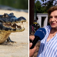 Dyptique Caiman.jpg