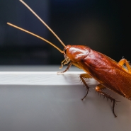 Les blattes américaines peuvent mesurer entre 35 et 50 mm de long.