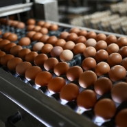 Image d’illustration d’œufs.