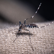 Un moustique tigre