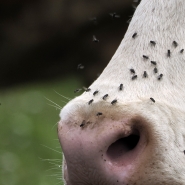 Image d’illustration