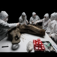 Le 27 mars 2025, à l’Université Fédérale du Nord-Est de Iakoutsk, des scientifiques ont procédé à la nécropsie d’un spécimen exceptionnel : le bébé mammouth surnommé « Yana ». Ce spécimen, exhumé l’été dernier près de la station de recherche de Batagaïka, dans la région de Yakoutie recouverte de permafrost, pèse 180 kilogrammes et mesure 120 centimètres de haut pour 200 centimètres de long. Son âge est désormais estimé à « plus de 130 000 ans », a précisé Maxim Cheprasov, directeur du Musée du Mammouth à l’Université Fédérale du Nord-Est de Iakoutsk.