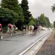 Capture d’écran de la vidéo envoyée par la propriétaire des vaches via Alertez-nous