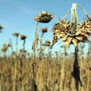 Lionel BONAVENTURE / AFP