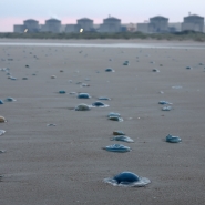 Des milliers de méduses échouées sur les plages en face de la centrale nucléaire de Gravelines, dans le nord de la France, ce 12 août