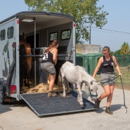 Animaux saisis à Baudour