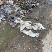 Un dépôt sauvage de poulpes.