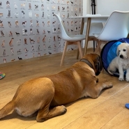 Ce bar à chiens propose un menu adapté tant pour le maître, que pour son chien, mais aussi un service de crèche canine.