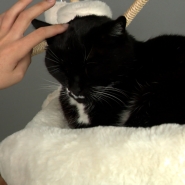 RTL INFO 13h Clean.13_13_31_10.Still005.jpg