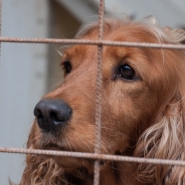 Les chiens d’assistance ou de thérapie doivent suivre une formation adaptée et faire l’objet d’une supervision.
