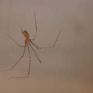 Les trois espèces les plus présentes dans nos maisons sont la fausse veuve noire, le pholque, et la tégénaire.