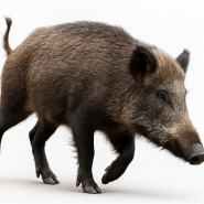 Gipsy - Facebook Florennes Air Base.jpg