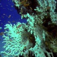 ACIDITE OCEANS.00_00_09_20.Still001.jpg