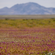 Floraison dans le désert d’Atacama