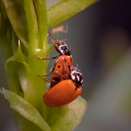 En Wallonie, il existe plusieurs espèces de coccinelles différentes.