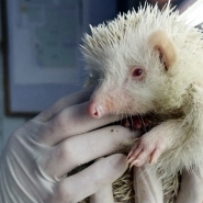 herissonalbinos.jpg