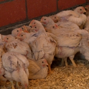 grab grip aviaire.jpg