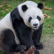 panda-panda.gif