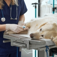 Image d’illustration