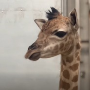 girafon.PNG