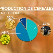 Seuls 10 % des céréales belges servent à nourrir la population