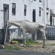Cheval-amaigri.jpg