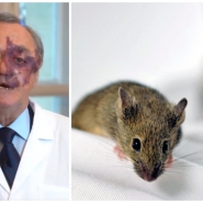 Des souris utilisées dans l’étude de Mariano Barbacid ont vu disparaître complètement le cancer du pancréas grâce à une nouvelle thérapie combinée.