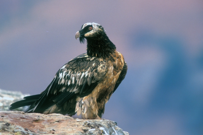 adobestock_136683225