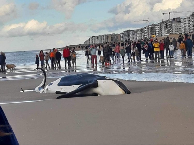 photo_orque_cote_mer_belge_1_touriste_via_aurelie_henneton