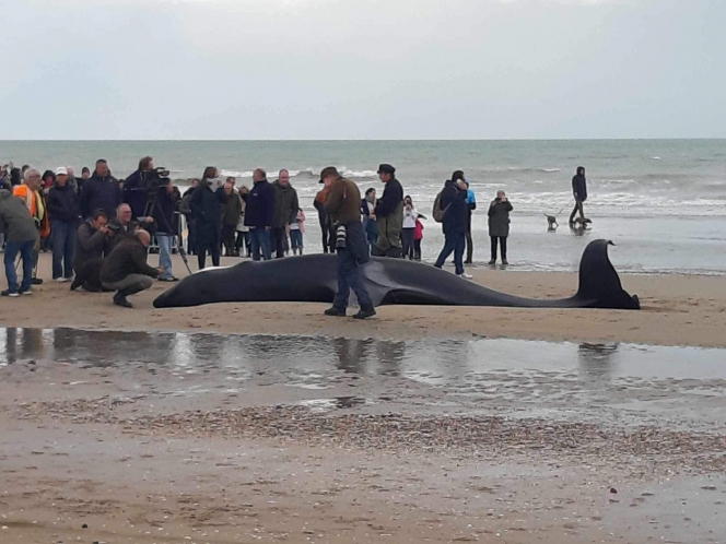 photo_orque_cote_mer_belge_4_hanciaux_sheila_via_aurelie_henneton