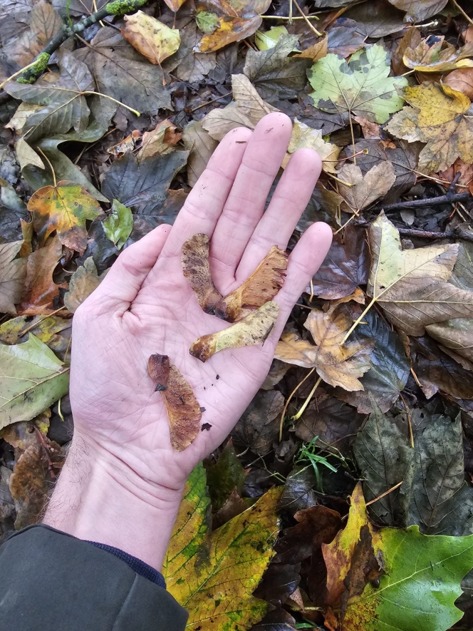 La cause des décès