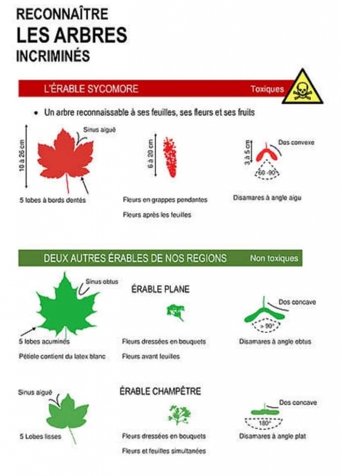Les différents érables