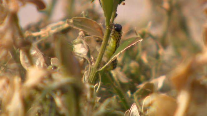 vlcsnap-2024-04-30-20h48m02s586