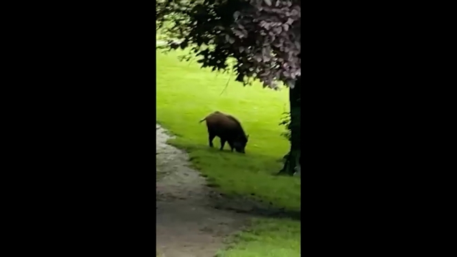 video_an_sanglier_woluwe_1_montee