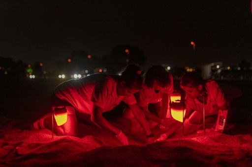 Sur les côtes turques, le baby boom des tortues marines
