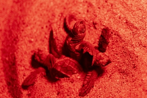 Sur les côtes turques, le baby boom des tortues marines