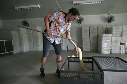 Protéine durable et abondante: prêts à manger du serpent ?