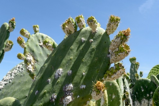 En Afrique du Nord, les précieuses figues de barbarie décimées par un insecte