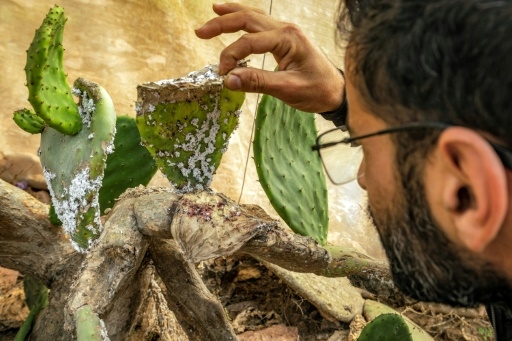 En Afrique du Nord, les précieuses figues de barbarie décimées par un insecte
