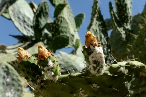 En Afrique du Nord, les précieuses figues de barbarie décimées par un insecte