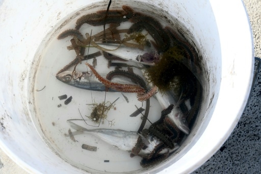 L'inquiétant ver de feu s'invite dans la Méditerranée qui se réchauffe