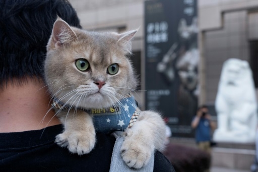 A Shanghai, les chats accueillis pour une Nuit au Musée