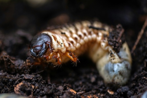 Scarabées et cryptomonnaies : gestion innovante des déchets en Colombie