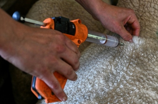 Fièvre catarrhale: dans les Ardennes, les éleveurs s'inquiètent malgré la vaccination