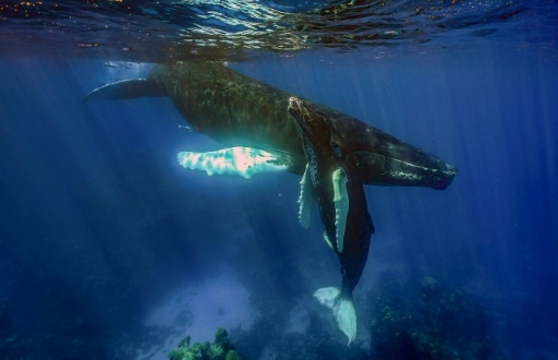 Quatre décennies après le moratoire, pourquoi la chasse à la baleine continue