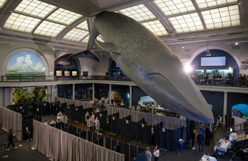 Quatre décennies après le moratoire, pourquoi la chasse à la baleine continue