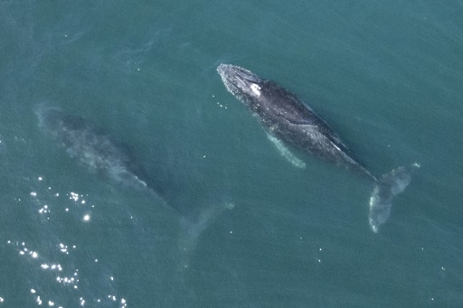 Quatre décennies après le moratoire, pourquoi la chasse à la baleine continue