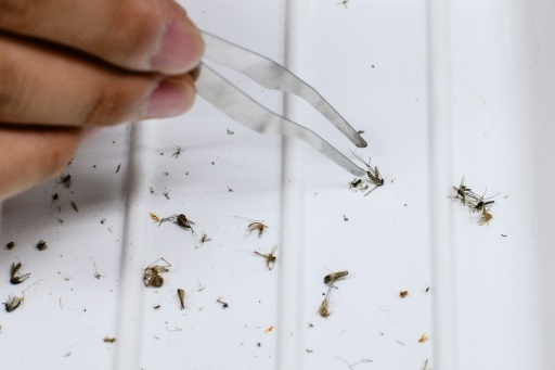 Pour la Corée du Sud, une autre menace venue du nord: le paludisme